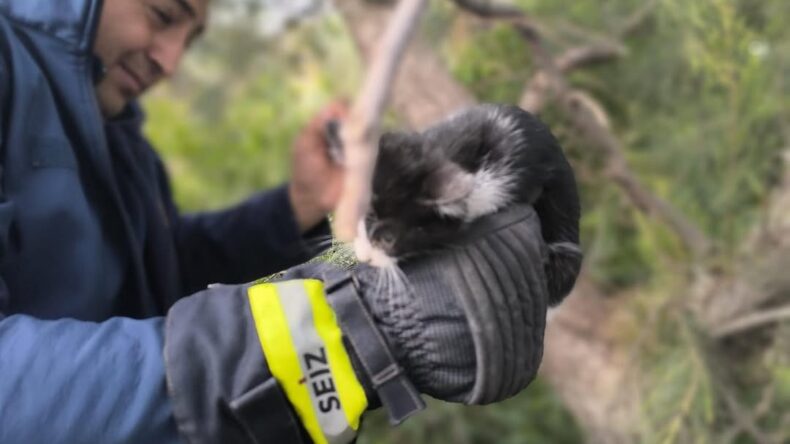 YAVRU KEDİYİ İTFAİYE KURTARDI