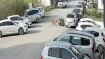 Arsuz’da sokak köpekleri bir kadını ısırdı