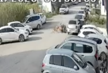 Arsuz’da sokak köpekleri bir kadını ısırdı