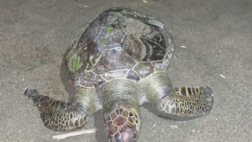 Samandağ Sahilinde yine ölü kaplumbağa görüldü