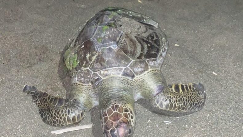 Samandağ Sahilinde yine ölü kaplumbağa görüldü