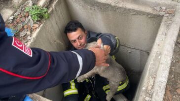 Hatay’da kuyuya düşen yavru köpekler kurtarıldı