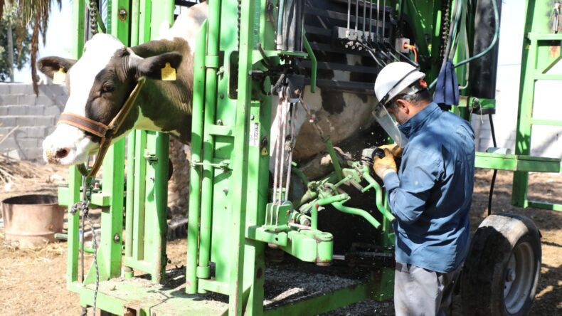 BÜYÜKBAŞ HAYVAN TIRNAK BAKIM HİZMETİ BAŞVURULARI ALO 153’TEN