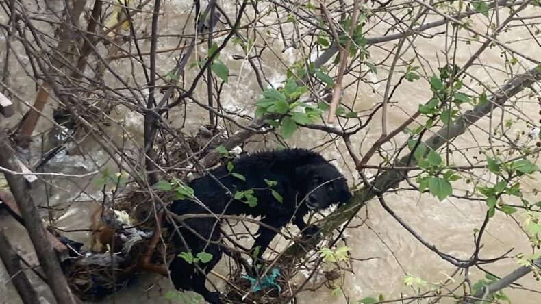 Dörtyol’da sel sularına kapılan köpek kurtarıldı