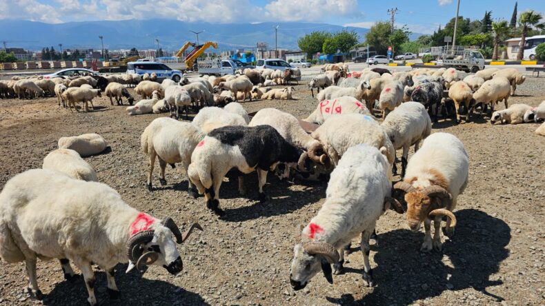 HATAY’DA KURBAN SATIŞ ALANLARINDA HAREKETLİLİK