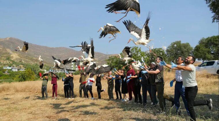 HATAY’DA TEDAVİLERİ TAMAMLANAN 22 KUŞ DOĞAYA SALINDI